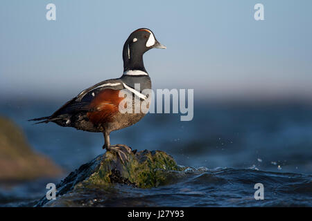 Un singolo Harlequin Duck Drake si erge su una roccia esposta al di fuori dell'acqua su una luminosa giornata di sole. Foto Stock