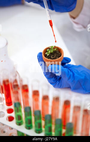 Gli alimenti OGM esperimento in laboratorio Foto Stock