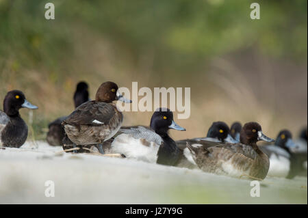 Un piccolo gregge di Lesser Scaup anatre poggiano su di una spiaggia di sabbia morbida in luce solare con una verde sfondo erbosa. Foto Stock