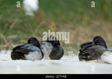 Un piccolo gregge di Lesser Scaup anatre poggiano su di una spiaggia di sabbia morbida in luce solare con una verde sfondo erbosa. Foto Stock