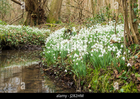 Bucaneve, Galanthus nivalis Selvatica, accanto a flusso in bosco. Sussex, Regno Unito. Febbraio Foto Stock