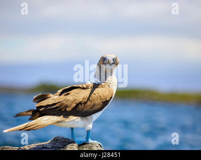 Ritratto di blue-footed booby permanente sulla roccia dal lago contro il cielo durante la giornata di sole Foto Stock