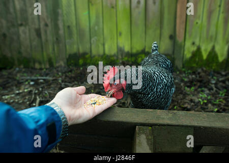 Ritagliate la mano della donna di pollo di alimentazione nella penna di animale Foto Stock
