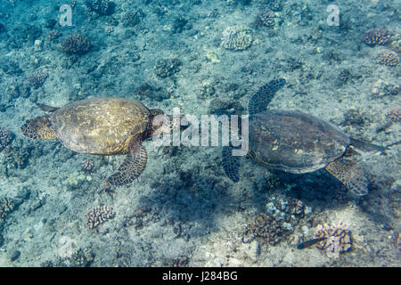 Angolo di alta vista di tartarughe in mare Foto Stock