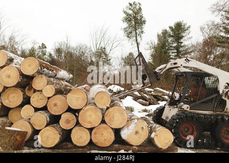 lavoratore che trasporta legname con carrello elevatore a forche nella foresta Foto Stock