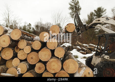 Lavoratore manuale portante in legno con carrello a forest Foto Stock