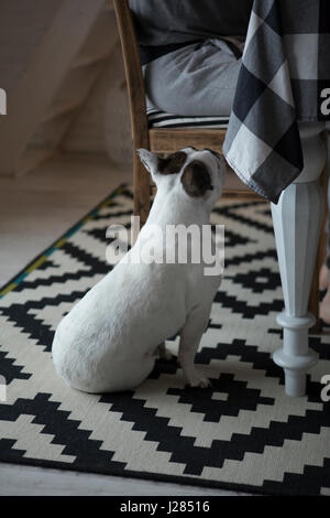 Bulldog francese guardando donna seduta su una sedia a casa Foto Stock
