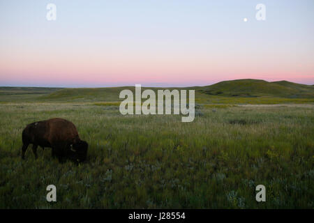 Bisonti americani di pascolare su campo erboso contro il cielo chiaro durante il tramonto Foto Stock