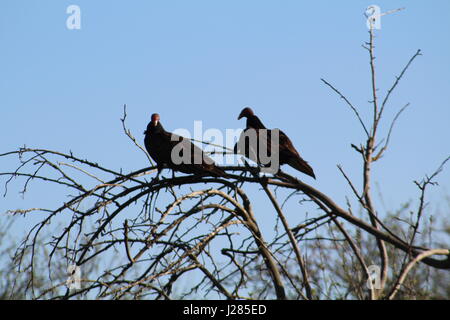 Due Turchia poiane sul ramo di albero Foto Stock