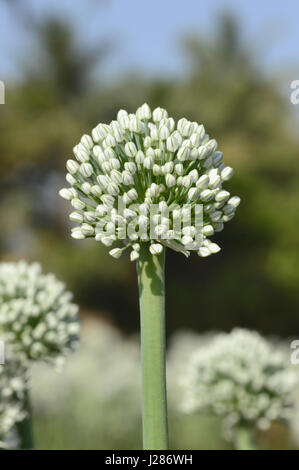 Fiore di cipolla, vicino a Pune Maharashtra Foto Stock