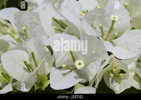 White Bouganvillea (Kagdi Gulab) vicino a Pune, Maharashtra Foto Stock