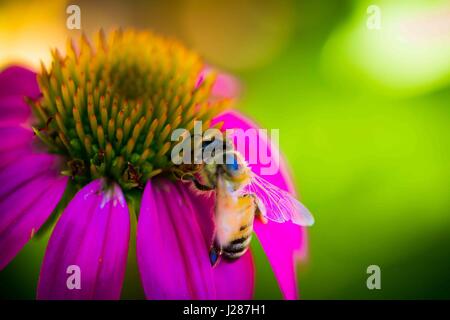Regolare le api mellifere nel giardino Foto Stock