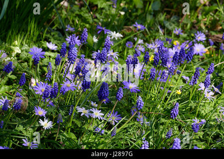 Uva giacinti (Muscari armeniacum) e Anemone blanda nel giardino (Potager de Suzanne, Le Pas, Mayenne, Pays de la Loire, Francia). narcisses; fleu Foto Stock