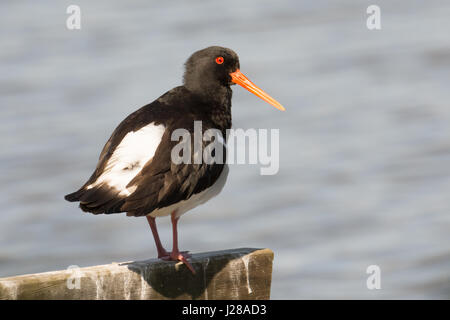 Eurasian oystercatcher seduta al lago Foto Stock