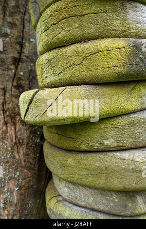 Legno con la crescita verde Foto Stock