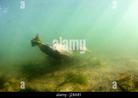 Eider femmina underwater Foto Stock