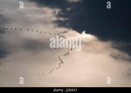 Stormo di cormorani sul cielo nuvoloso Foto Stock