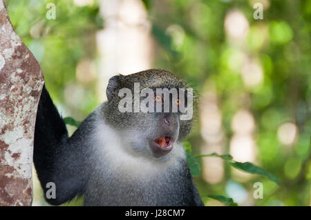 Grigio - scimmia foresta di Jozani National Park - Zanzibar - Tanzania Foto Stock