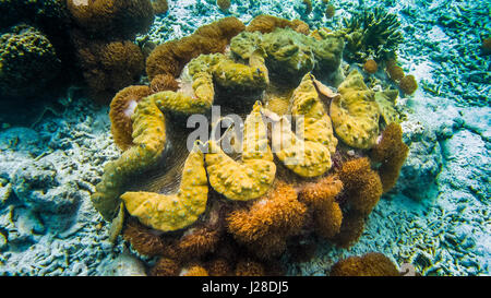 Colorati gigante clam Tridacna gigas cresce in fondo in Raja Ampat, Indonesia Foto Stock