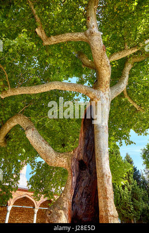 Una delle cavità di alberi, nel secondo cortile del Palazzo Topkapi, Istanbul, Turchia Foto Stock