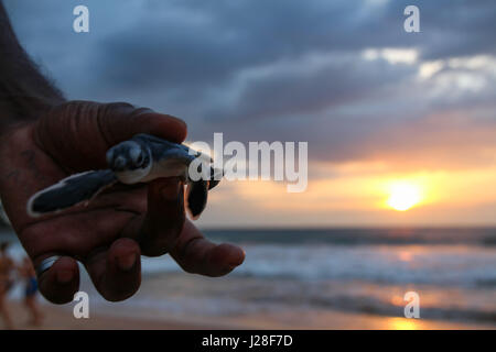 Sri Lanka, provincia occidentale, Kalutara, baby tartaruga stazione di riposo con il rilascio degli animali in mare aperto Foto Stock