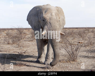 La Namibia, Oshikoto, il Parco Nazionale di Etosha, elefante bull Foto Stock