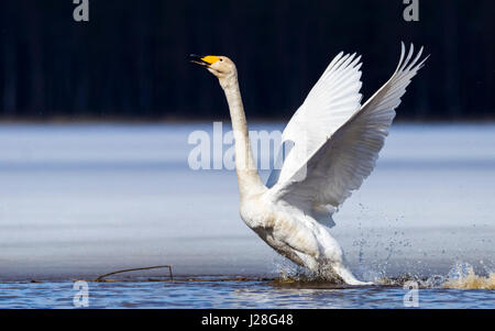 Cigno selvatico Foto Stock