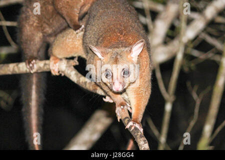 Australia, East Coast, Mackay, rotte River Lodge in Eungella National Park, Opossum Foto Stock