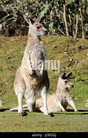 Australia e Tasmania, diavoli della Tasmania Conservation Park, canguro Foto Stock