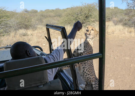 La Namibia, Düsternbrook, safari con la alimentazione di un ghepardo, ghepardo è alimentato Foto Stock