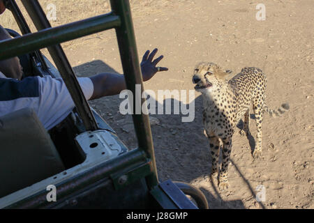 La Namibia, Düsternbrook, safari con la alimentazione di un ghepardo, africani si allunga la mano fuori della vettura di ghepardi Foto Stock