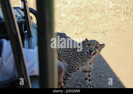 La Namibia, Düsternbrook, safari con la alimentazione di un ghepardo, cheetah con bocca aperta accanto alla jeep Foto Stock