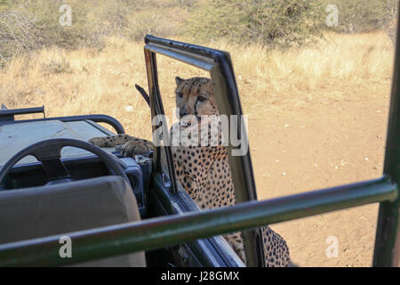 La Namibia, Düsternbrook, safari con la alimentazione di un ghepardo, cheetah con bocca sanguinante dopo aver mangiato è presso la jeep Foto Stock