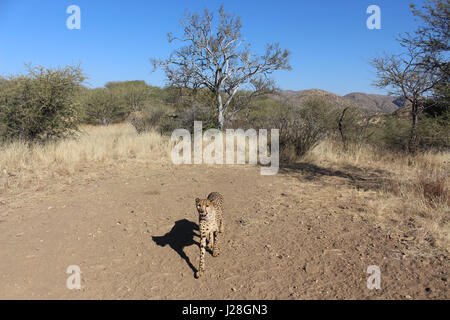 La Namibia, Düsternbrook, safari con la alimentazione di un ghepardo, ghepardo nel deserto Foto Stock