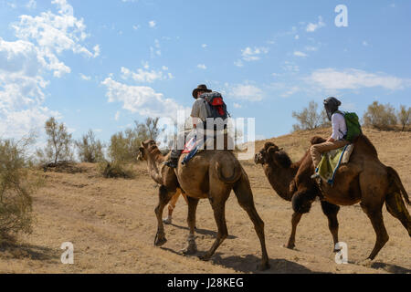 Uzbekistan, Nurota tumani, turisti sulle corse di cammelli nel Kizilkum Foto Stock