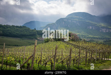 Il verde paesaggio di vigneti in primavera, i vigneti di righe Foto Stock