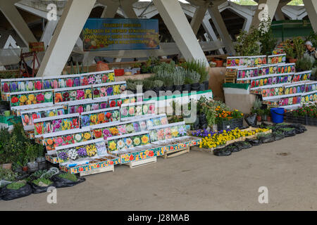 Uzbekistan Tashkent, Market Hall Foto Stock