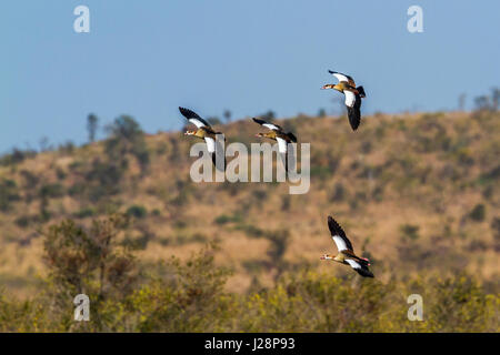 Oca egiziana nel parco nazionale di Kruger, Sud Africa ; Specie Alopochen aegyptiaca famiglia di anatidi Foto Stock