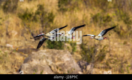 Oca egiziana nel parco nazionale di Kruger, Sud Africa ; Specie Alopochen aegyptiaca famiglia di anatidi Foto Stock