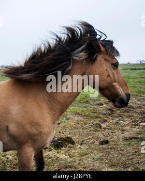 L'Islanda i cavalli sono noti per la loro UNUSAL COLORI E PER LA LORO LING MANES e code. Foto Stock