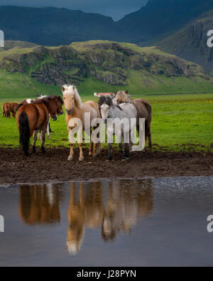 L'Islanda i cavalli sono noti per la loro UNUSAL COLORI E PER LA LORO LING MANES e code. Foto Stock