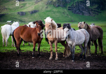 L'Islanda i cavalli sono noti per la loro UNUSAL COLORI E PER LA LORO LING MANES e code. Foto Stock