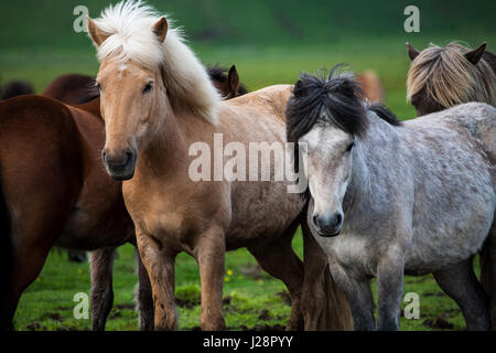 L'Islanda i cavalli sono noti per la loro UNUSAL COLORI E PER LA LORO LING MANES e code. Foto Stock