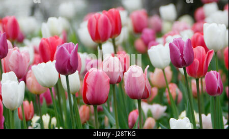 Tulipani colorati crescere e fiorire in stretta prossimità l'uno all'altro. Foto Stock