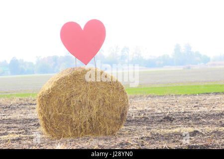 Rotoli di haystacks sul campo dopo la mietitura del frumento Foto Stock