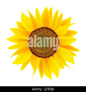 O di girasole Helianthus isolati su sfondo bianco. Botanico. Cibo e medicine a base di erbe impianto per la cottura, culinaria, olio-cuscinetto-crop, sanità, c Illustrazione Vettoriale