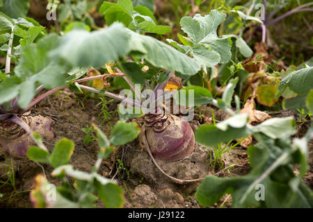 La barbabietola cresce in estate letto giardino Foto Stock