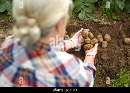 Contadino con patate al giardino di fattoria Foto Stock