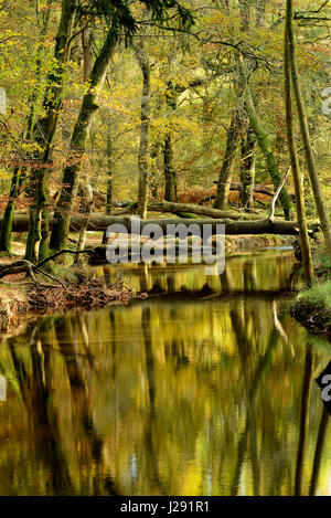 Blackwater Brook, New Forest national park, autumn Foto Stock
