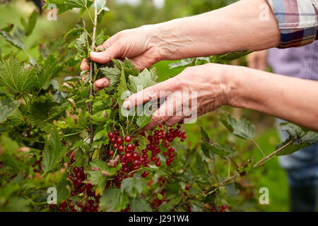 Senior donna con ribes rosso al giardino estivo Foto Stock